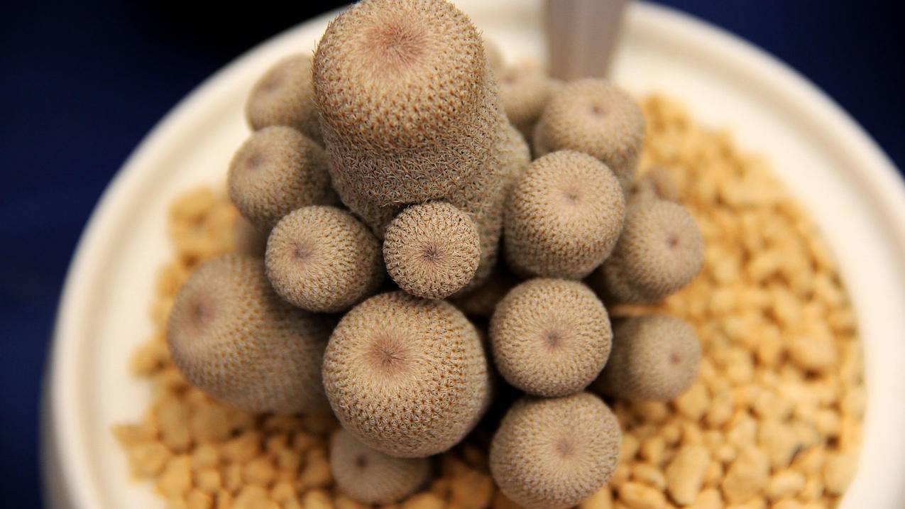 网红商城
